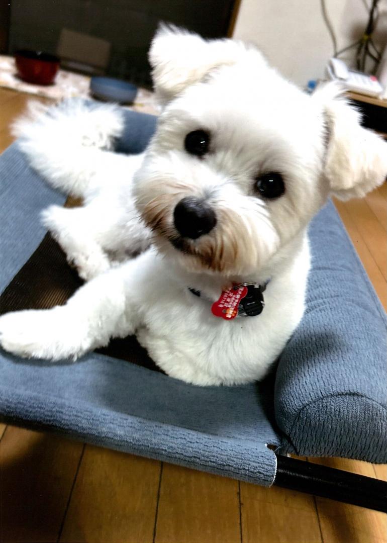 こたつ