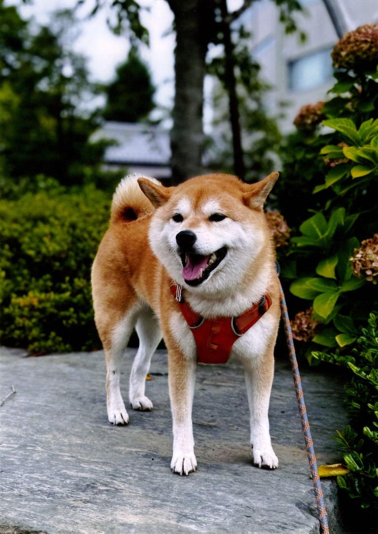 ゴロミ
