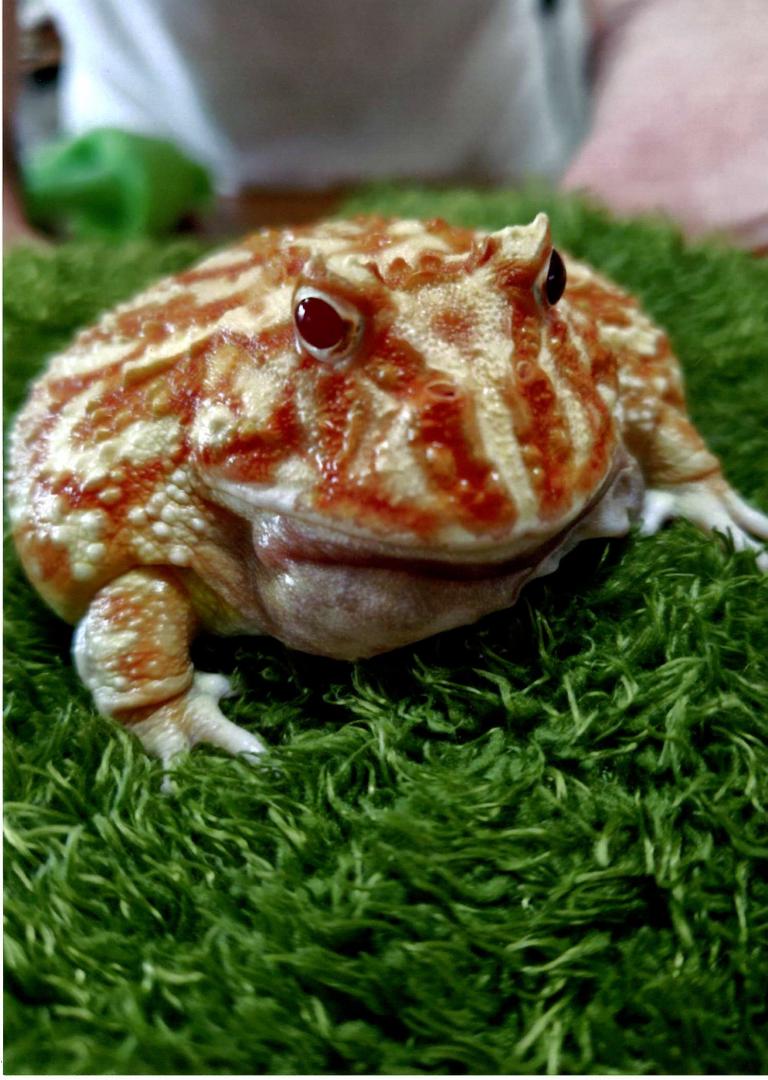 ルビー