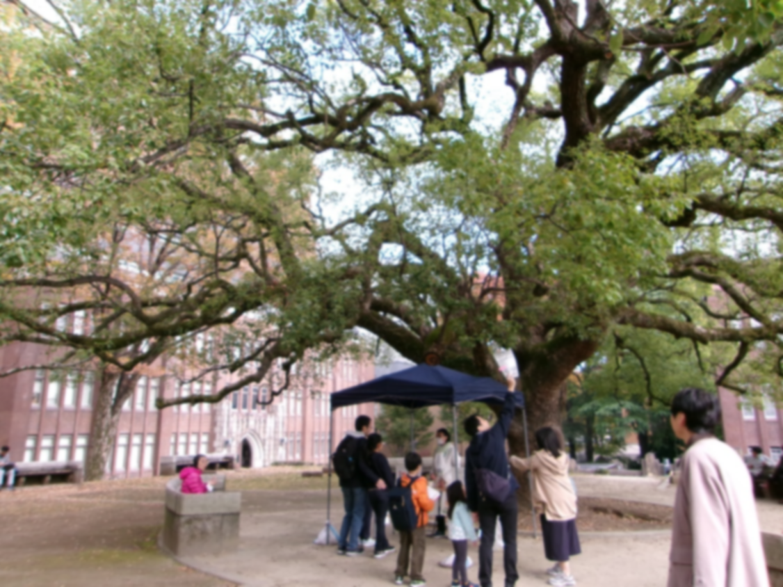 令和7年度木のクイズラリーin東大画像2