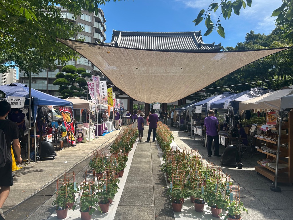 傳通院朝顔鉢