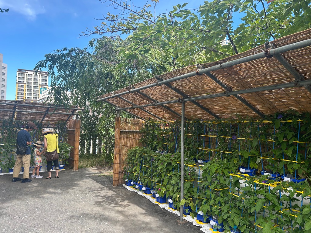 澤蔵司稲荷小学校1年生の朝顔の花合わせ会①