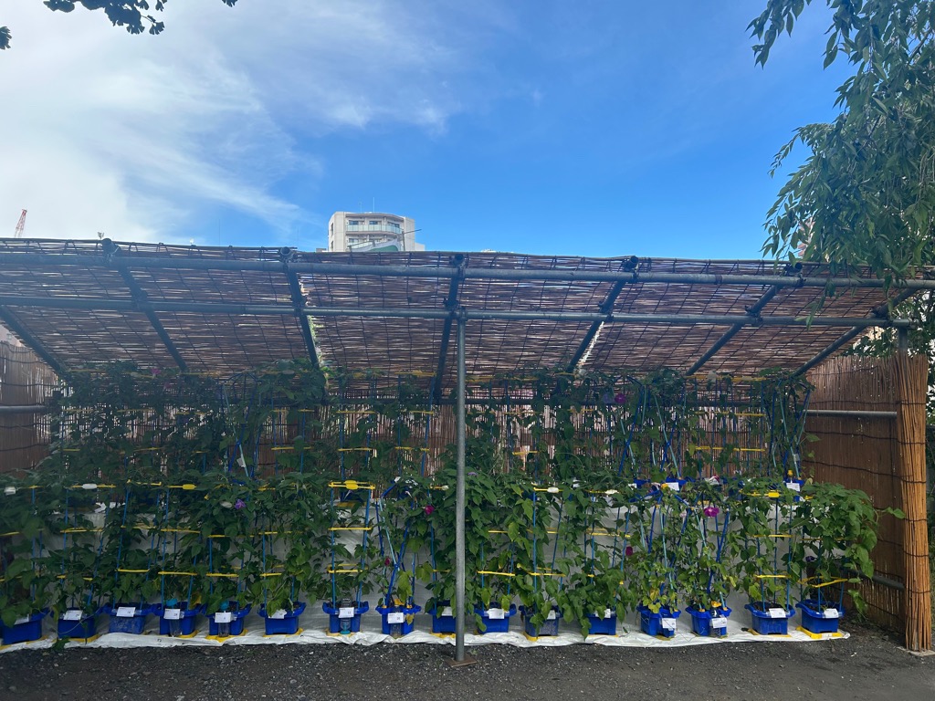 澤蔵司稲荷「小学校1年生の朝顔の花合わせ会」②