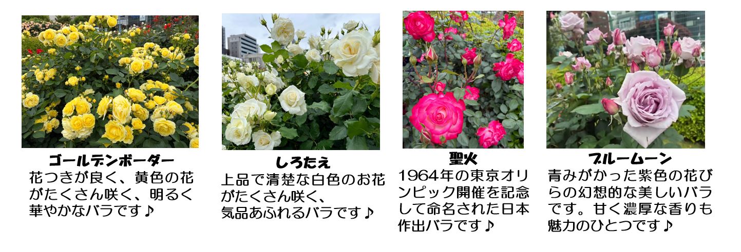 春バラ写真