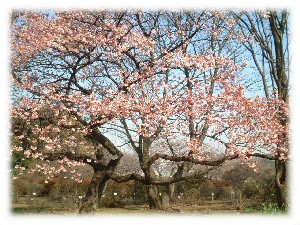 小石川植物園の写真