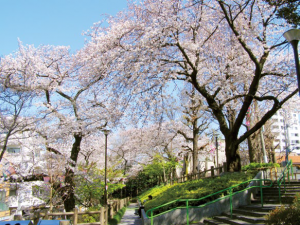 画像：清和公園桜まつり