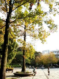 ユリノキ並木の写真