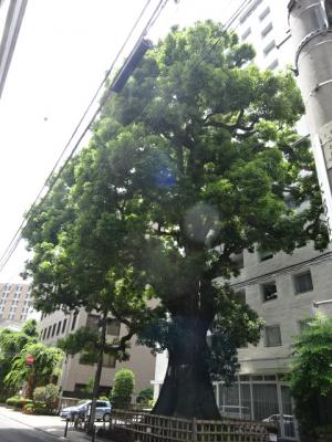 文京区内で一番大きな樹木