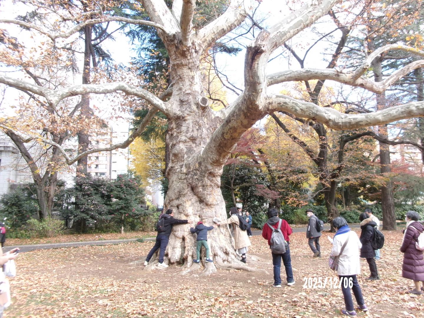 プラタナスに抱き着く様子