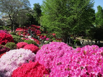 つつじまつり写真