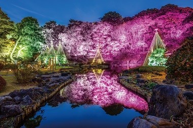 ライトアップの様子