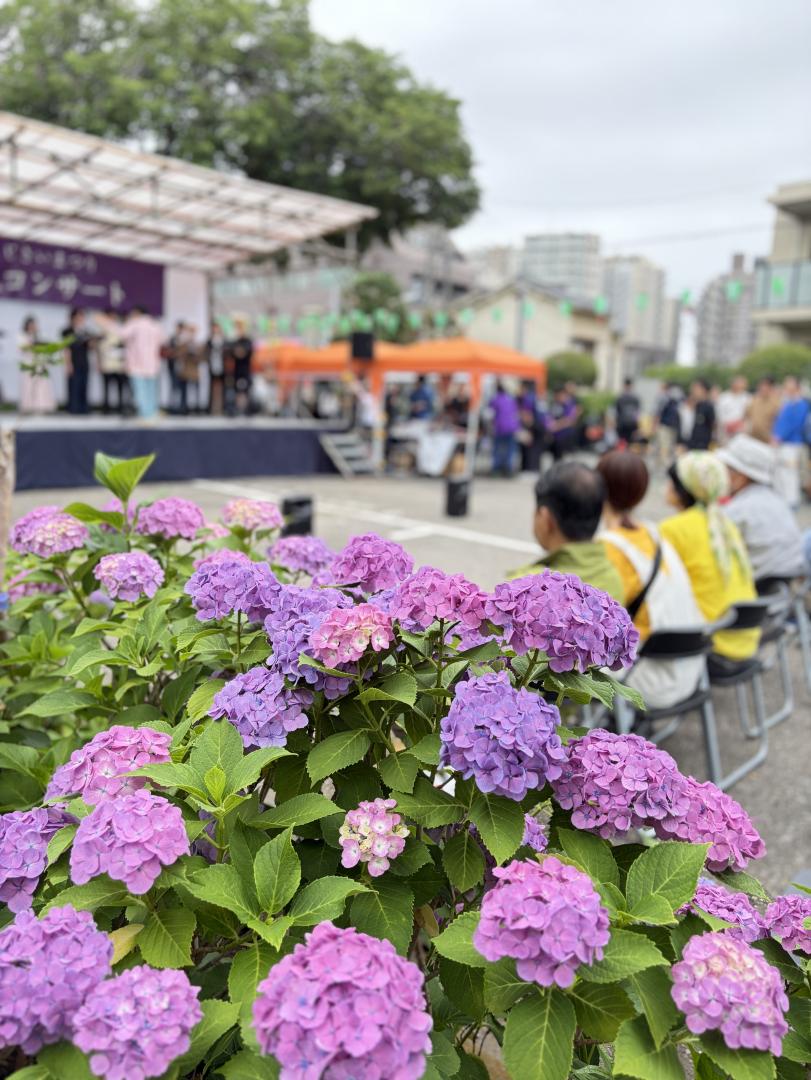 紫陽花と紫陽花コンサートとその観客