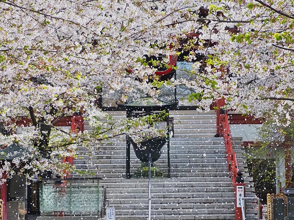 特選（浄心寺）