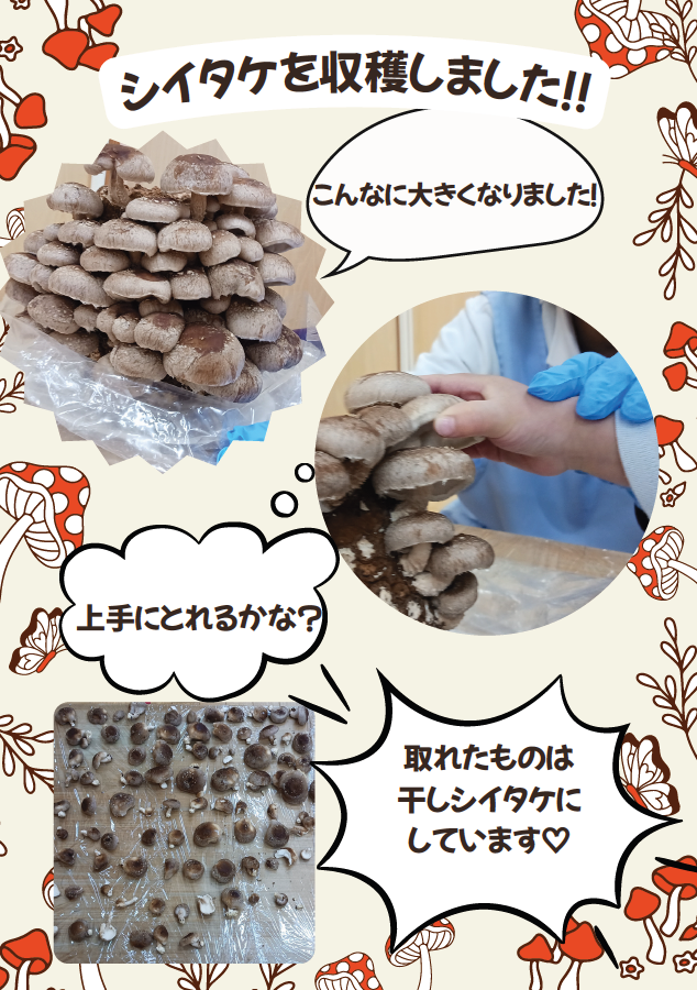 しいたけ収穫の画像
