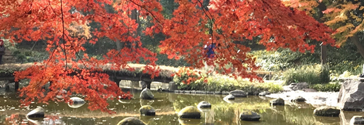 koishikawa korakuen photo