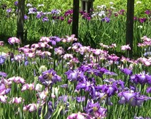 iris
