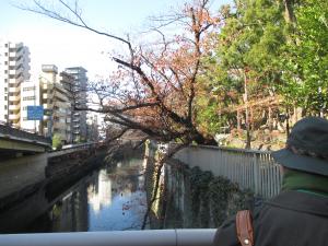 川面に伸びるサクラ