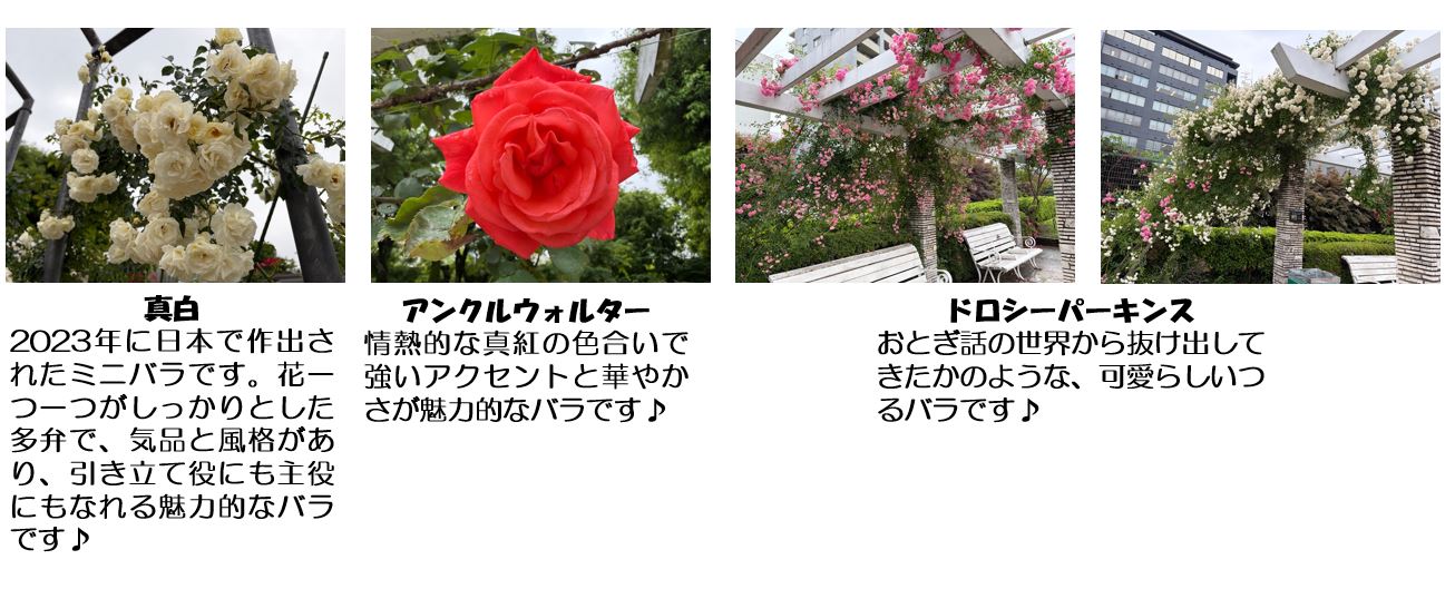 春バラ写真