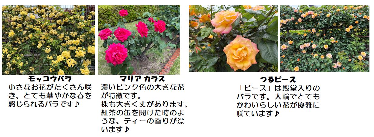春バラ写真