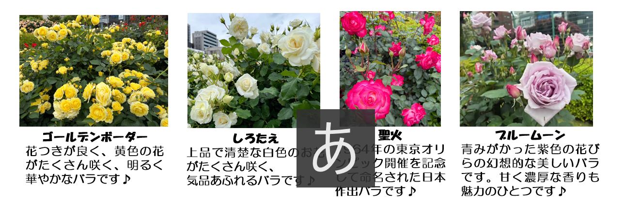春バラ写真