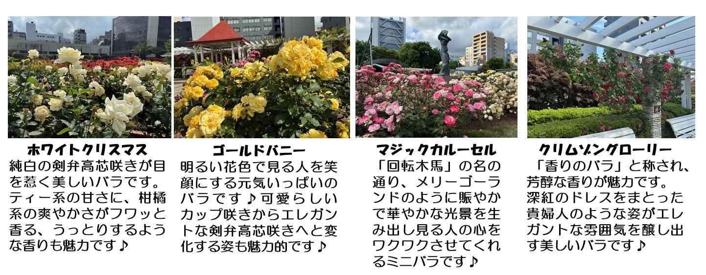 春バラ写真