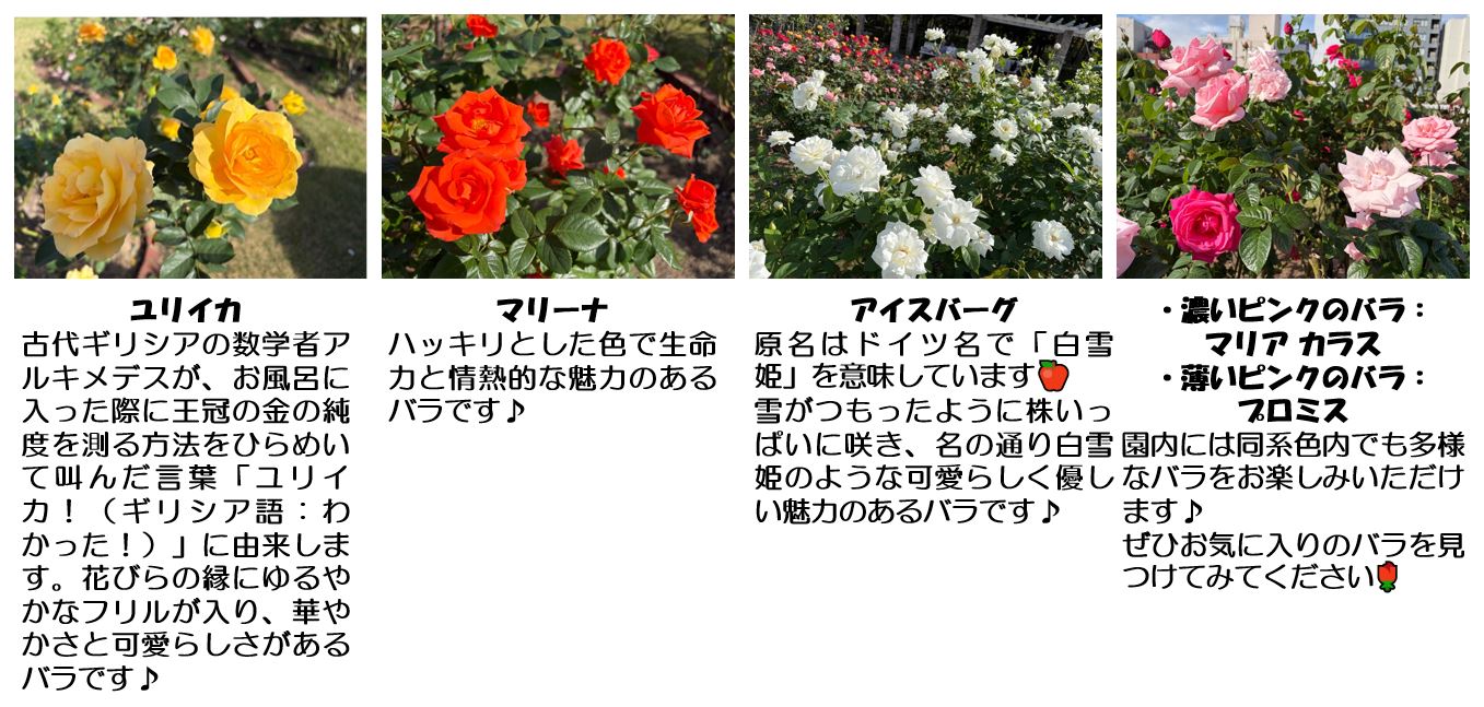 秋バラ写真