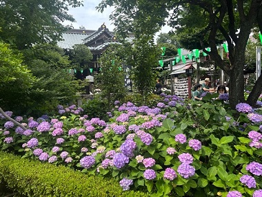 あじさいまつり写真