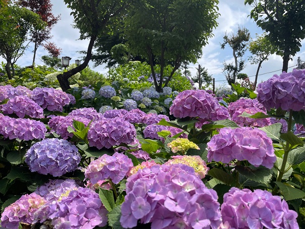 あじさいまつり