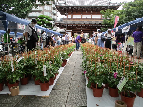 朝顔・ほおずき市