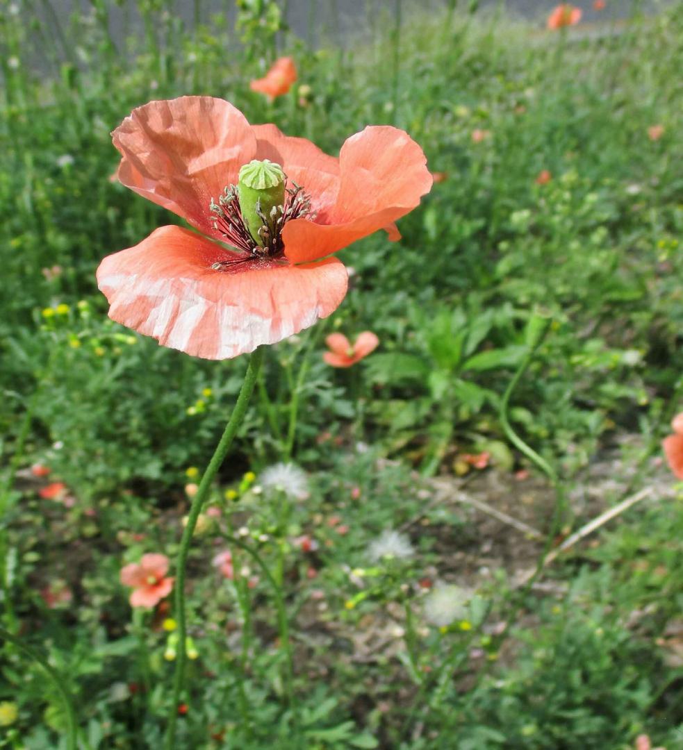 ナガミヒナゲシ