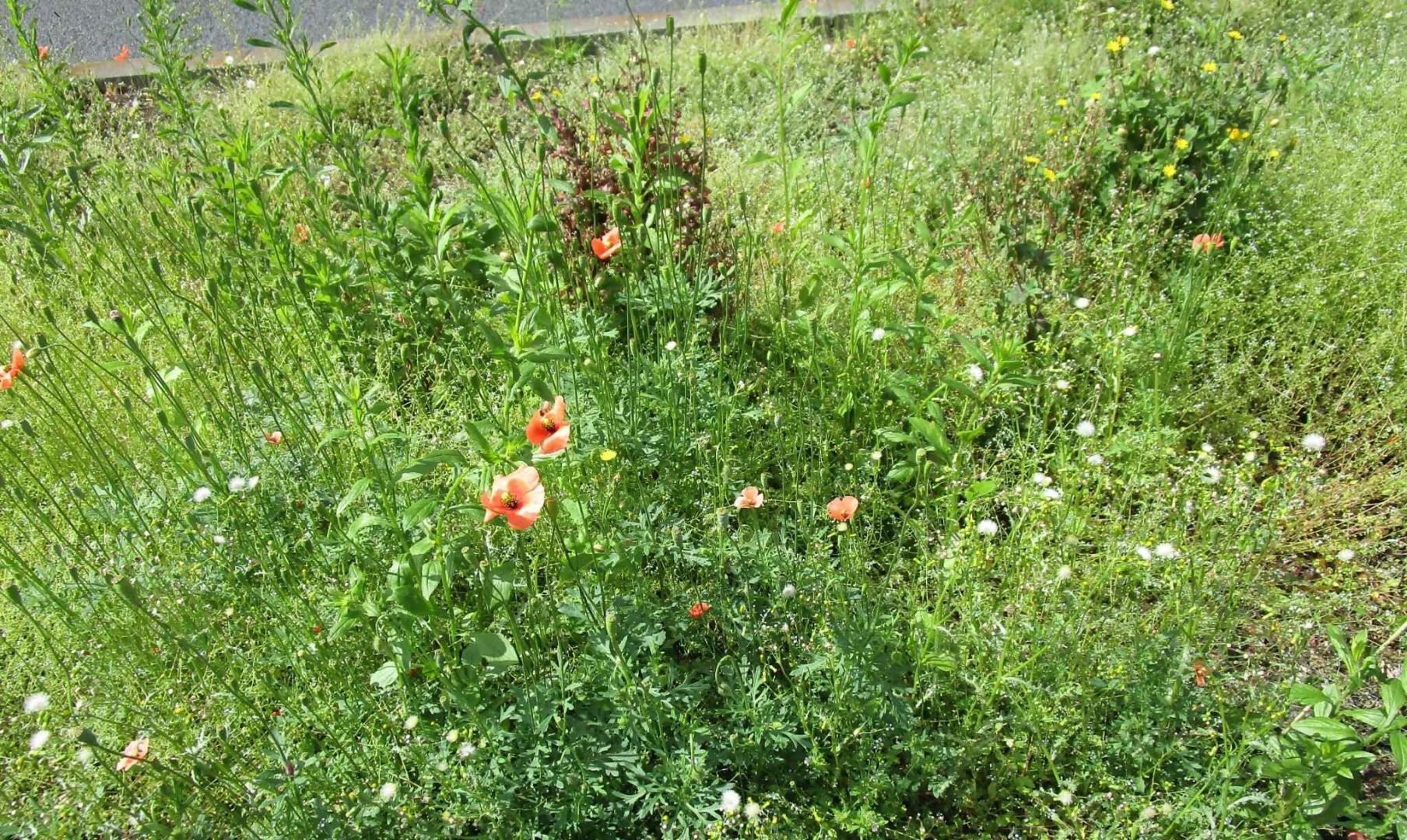 ナガミヒナゲシ群衆