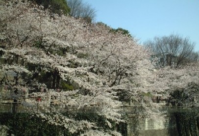 江戸川公園に咲くサクラの写真