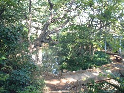 池の周りにある大木が覆い被さっている様子の写真