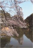 テーマ賞「水辺の桜」