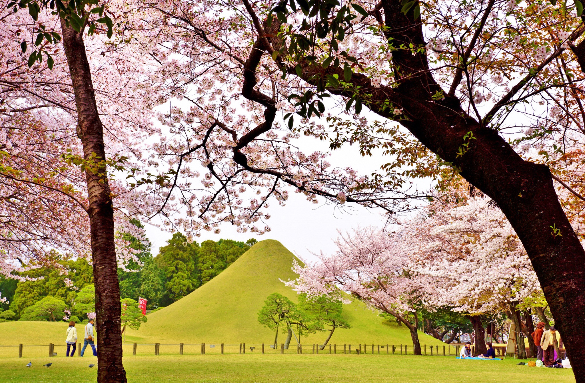 熊本市の桜の風景