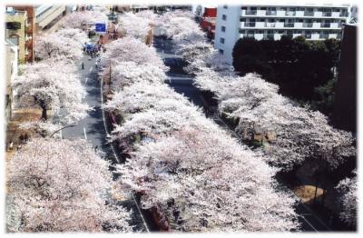 播磨坂の桜並木