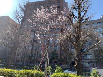 桜の花コヒガンが咲いている様子